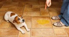 懲罰狗狗常見誤區，你知道嗎？