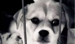 你的行為傷害到狗狗了嗎？