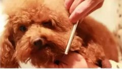 如何給狗狗梳毛？