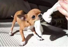  如何阻止狗狗亂咬家具？