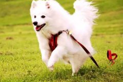 狗狗教會我們的人生道理，你做到了嗎？