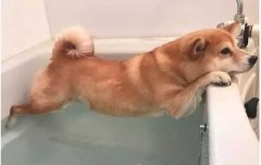 這幾種“酷刑”，據(jù)說狗狗都超級怕！
