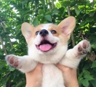 從沒被一只狗萌成這樣，除了它！