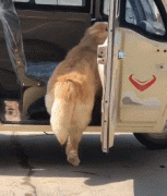 那位網(wǎng)友，你害怕的狗子，其實(shí)有這么慫！