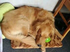 注意！狗狗的這些動(dòng)作不是撒嬌，是求助！