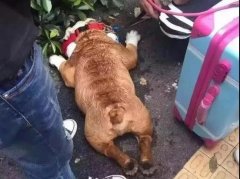 夏天超級(jí)熱，狗狗也會(huì)煩躁的，怎么辦吶？ 華興