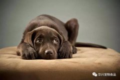 超過半數的狗狗都害怕去寵物店？原因竟是...