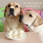 狗狗是否需要補鈣？補鈣應注意什么？ 華興寵物