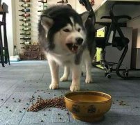 這些錯誤喂食習慣，別再犯了  華興寵物食品