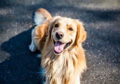 春季養狗，需要注意什么？ 華興寵物食品