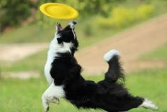 狗狗春季掉毛持續多久？如何改善愛寵的被毛？