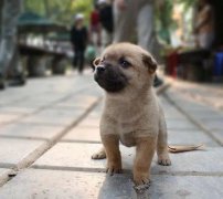 小奶狗剛到家一直叫怎么辦？