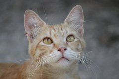 流浪貓可以帶回家養嗎？怎么把流浪貓帶回家養？