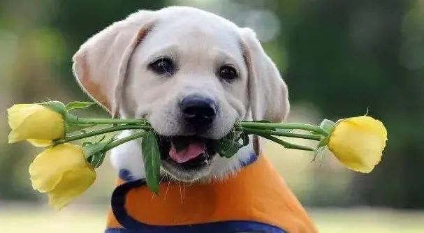 感動！原來狗狗這些表現，都是愛的證明