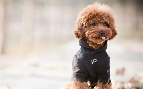 養(yǎng)狗，這些“低級錯(cuò)誤”千萬不能犯！