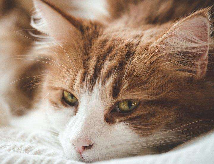 面對壞脾氣的貓咪我們該怎么辦呢？