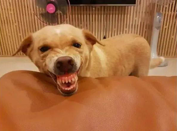 如果你家的狗狗出現以下行為，說明狗狗對你有意見了