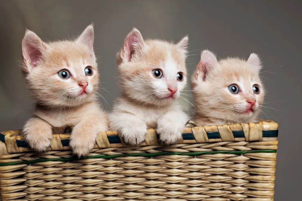 再生氣也不要打貓，告訴你為什么