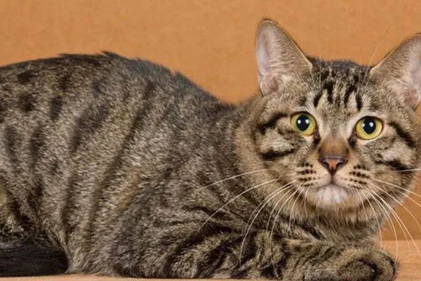 今天我們來盤點一下五種熱門的寵物貓，來看看你家的貓咪上榜了嗎？