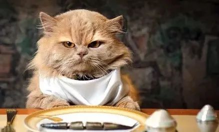 關于貓咪的5個“民間說法”，過于荒誕了