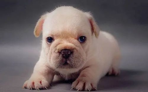 幼犬喂食的5個要點！小狗身體虛弱，主人可要注意了！